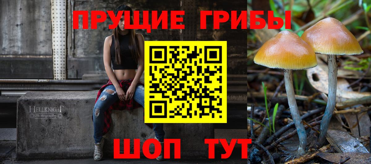 Псилоцибиновые грибы мицелий Новозыбков